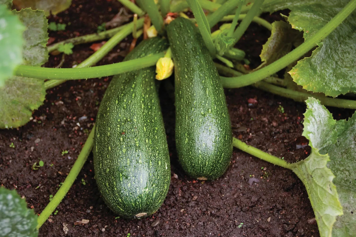 Zucchini Relish 16oz Jar
