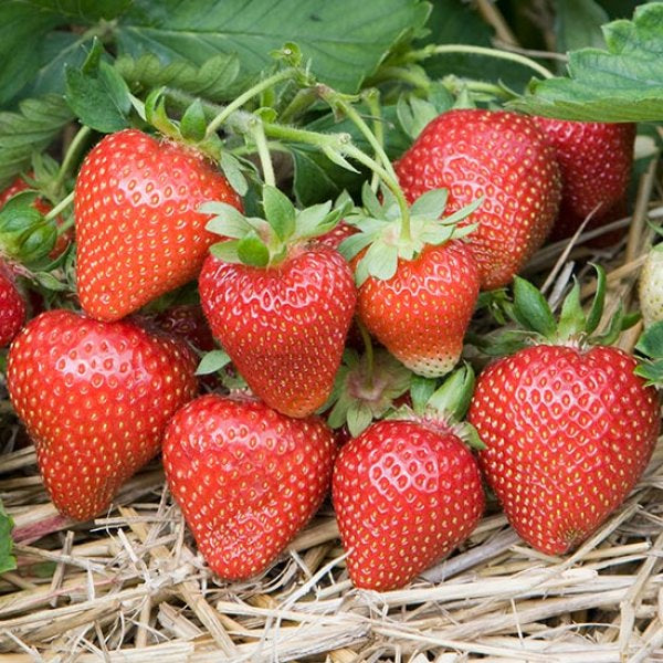 Strawberry Topping π8oz