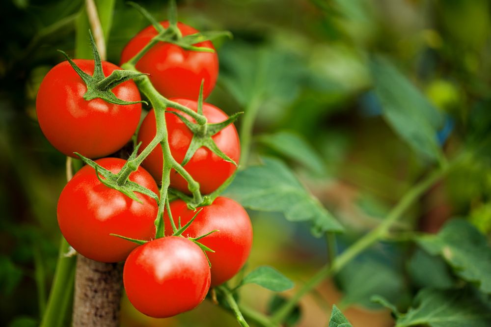Tomato Sauce π
16oz