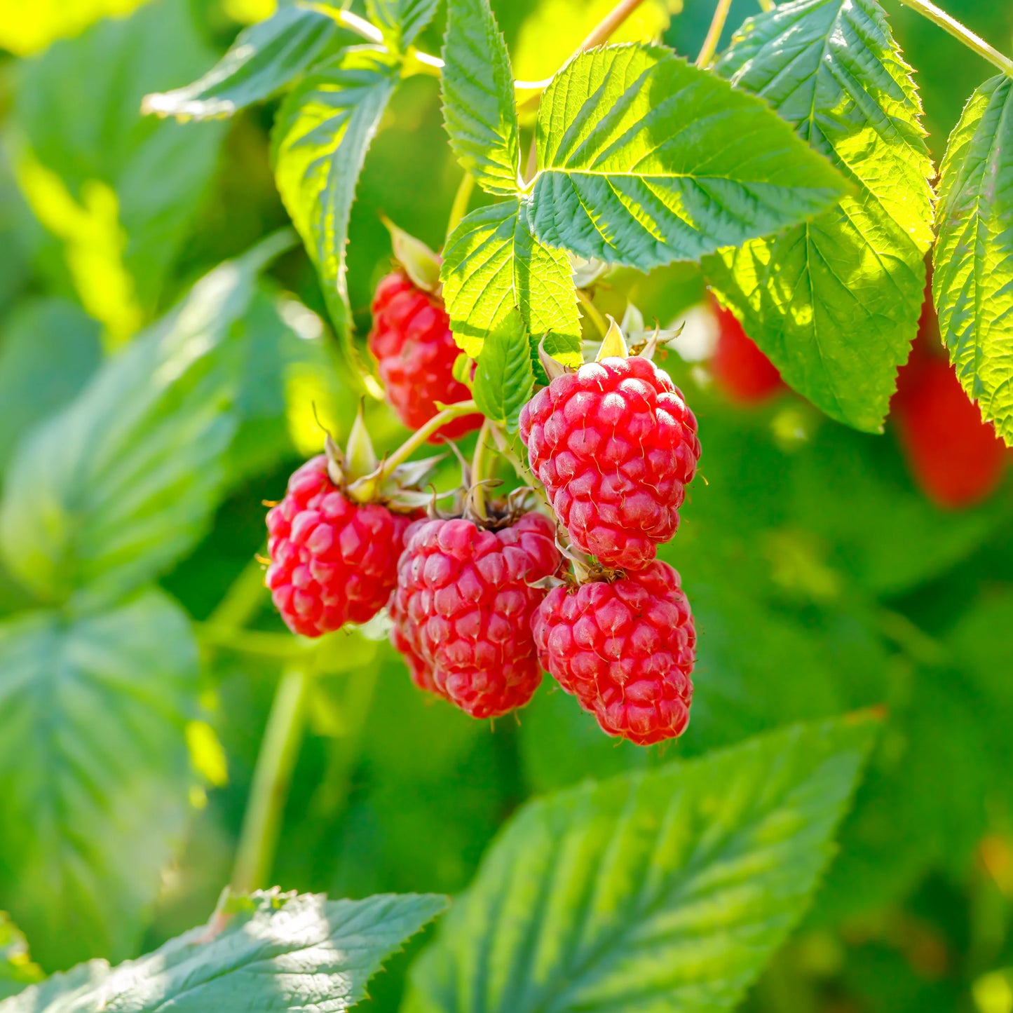 Raspberry Jam 8oz Jar $9.99
