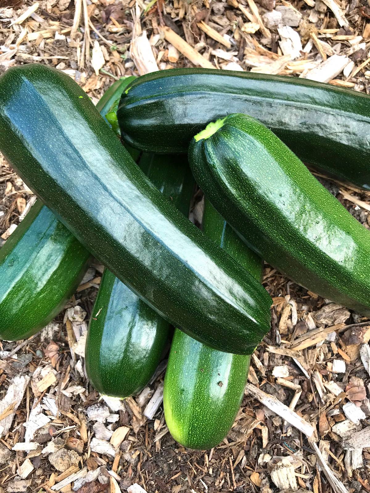 Zucchini Relish 16oz Jar