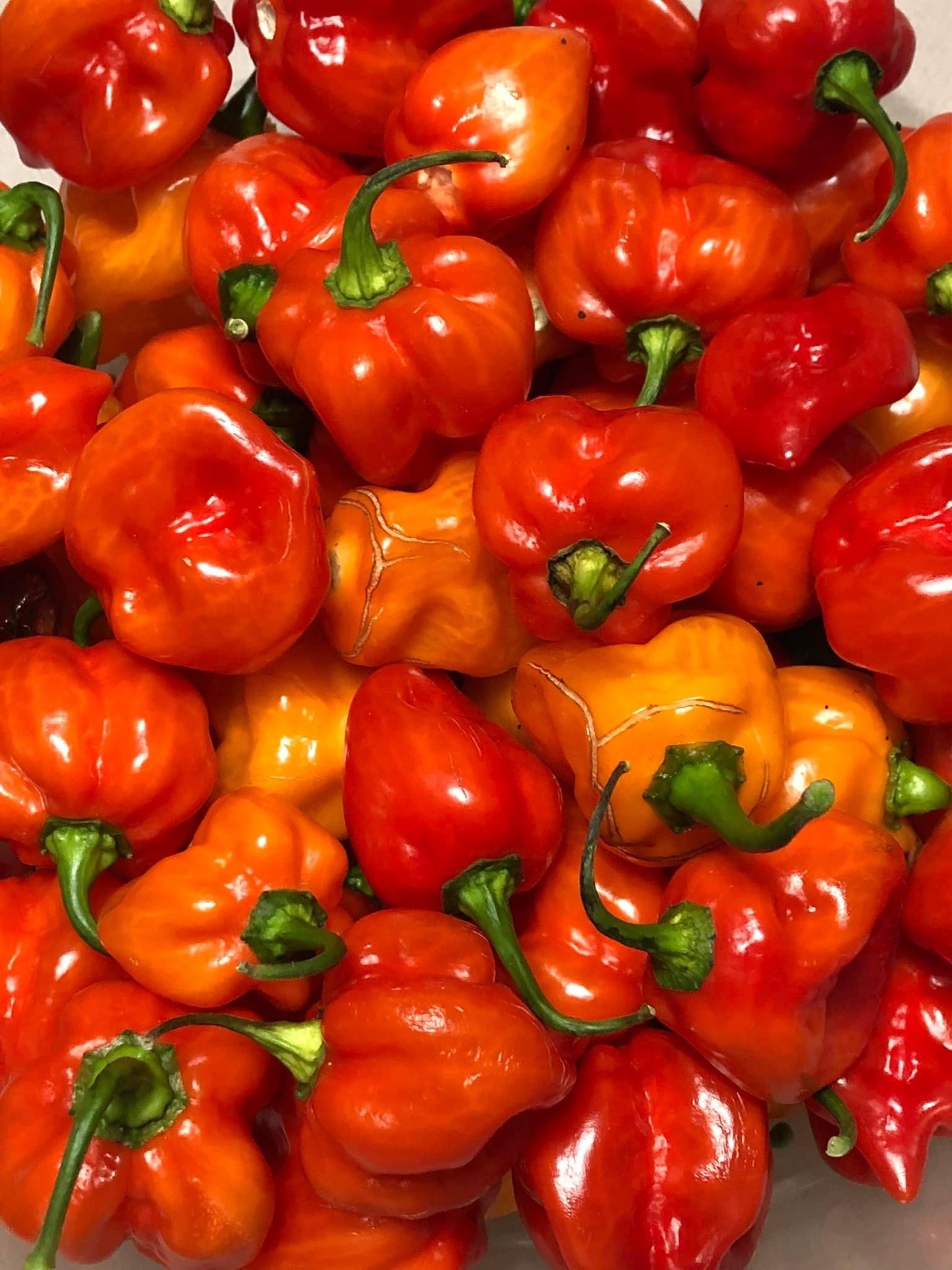 Hot Sauce 8 oz Jar