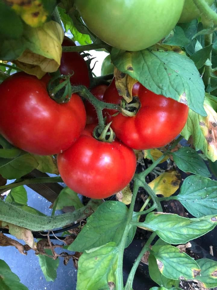 Tomato Sauce π
π₯« 4oz Jar $4.99