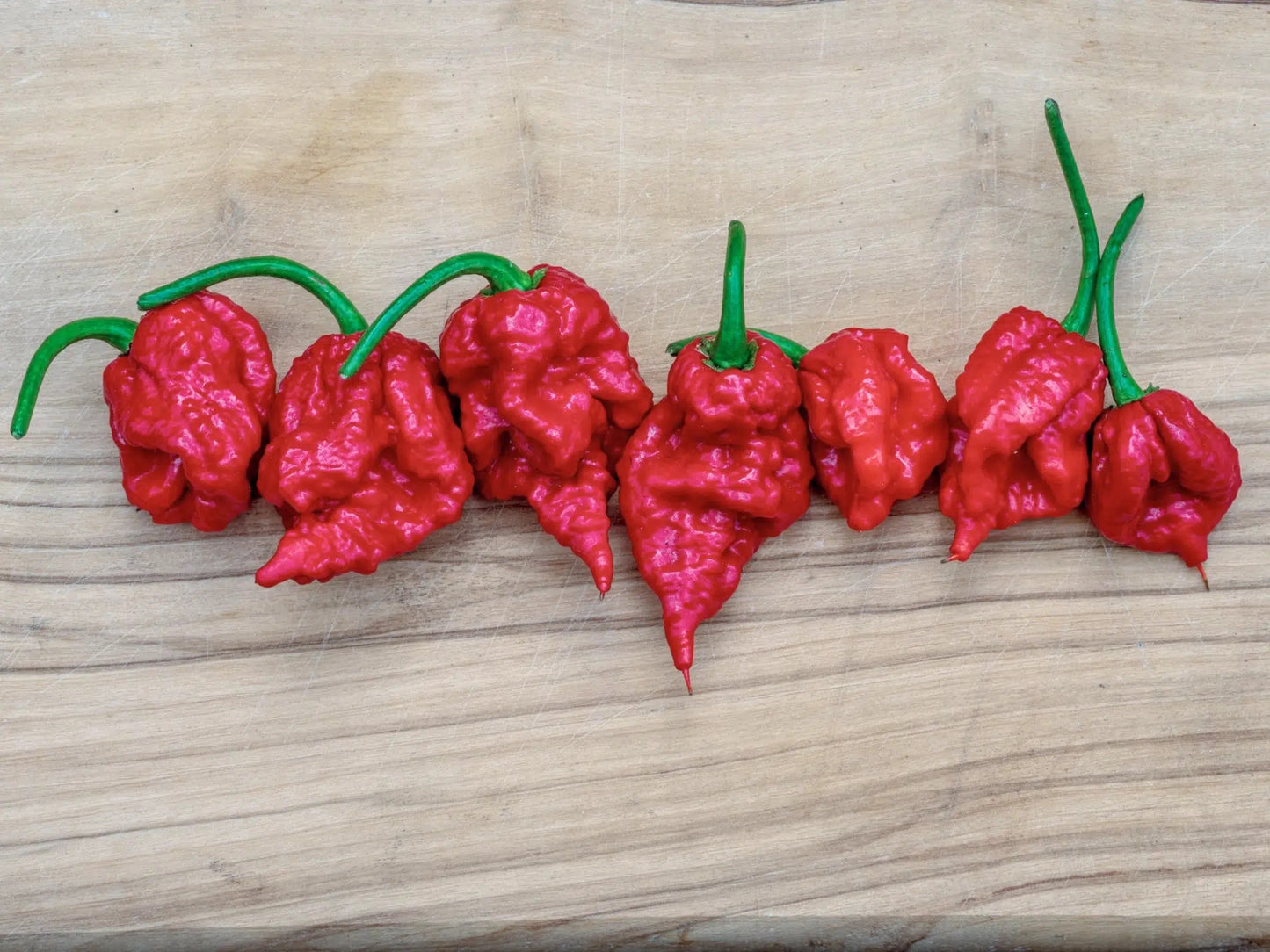 Dehydrated Carolina Reaper Peppers .5 oz bag