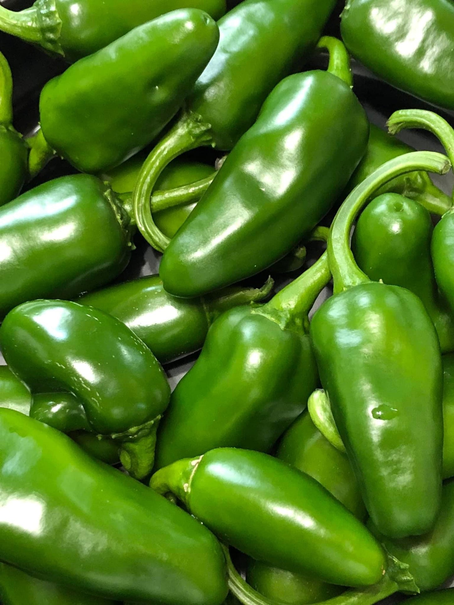 Dehydrated Jalapeño Peppers 1 oz Bag